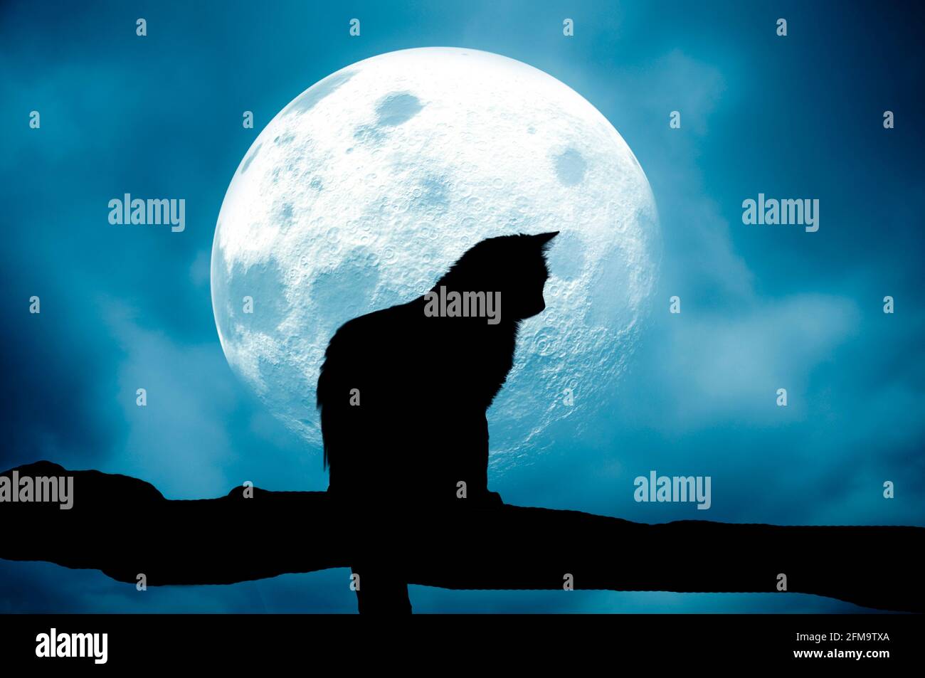 silhouette d'un chat sur une branche d'arbre avec plein lune Banque D'Images