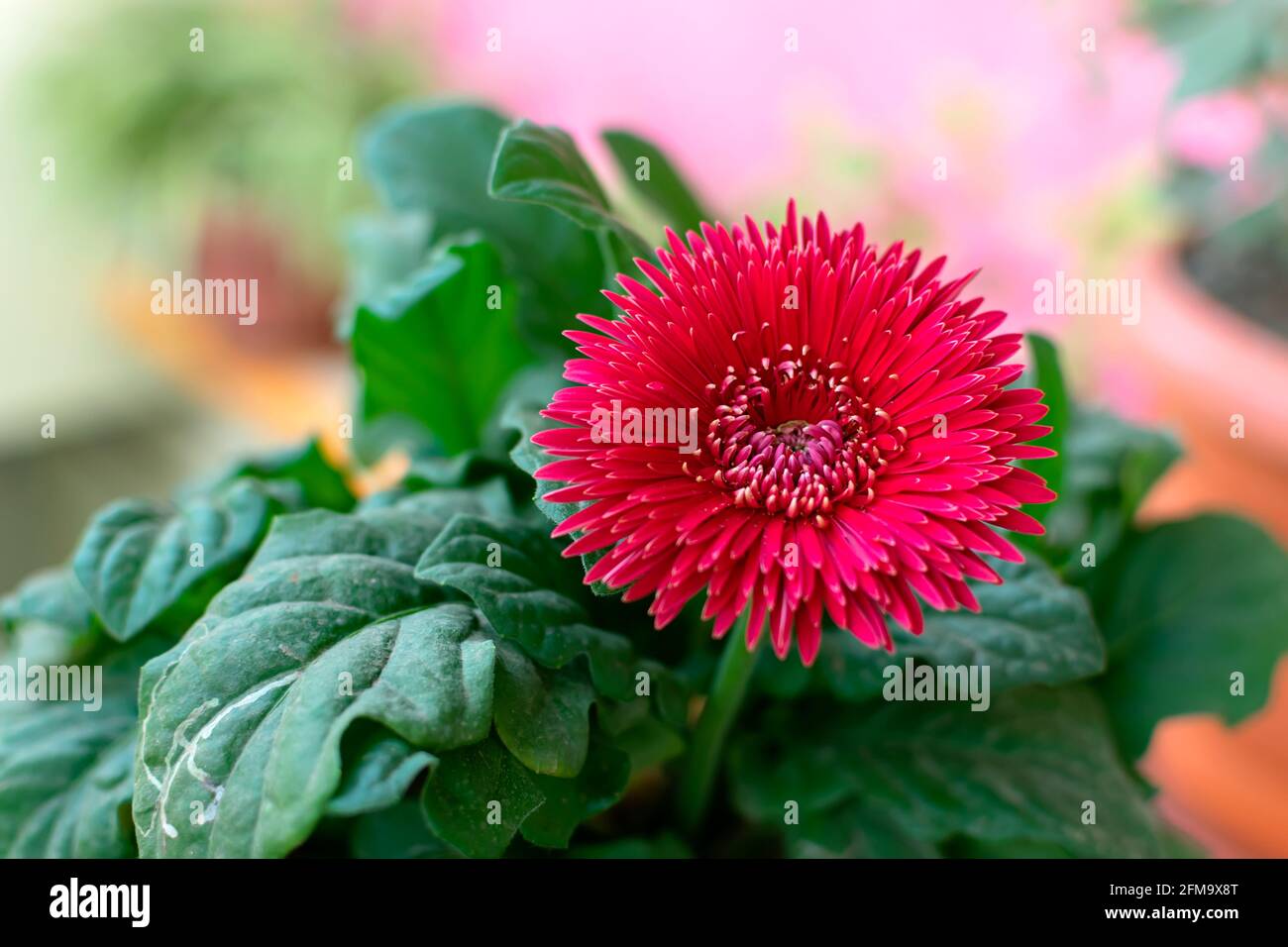 Belle fleur rouge avec des feuilles et utilisé la mise au point différentielle. Banque D'Images