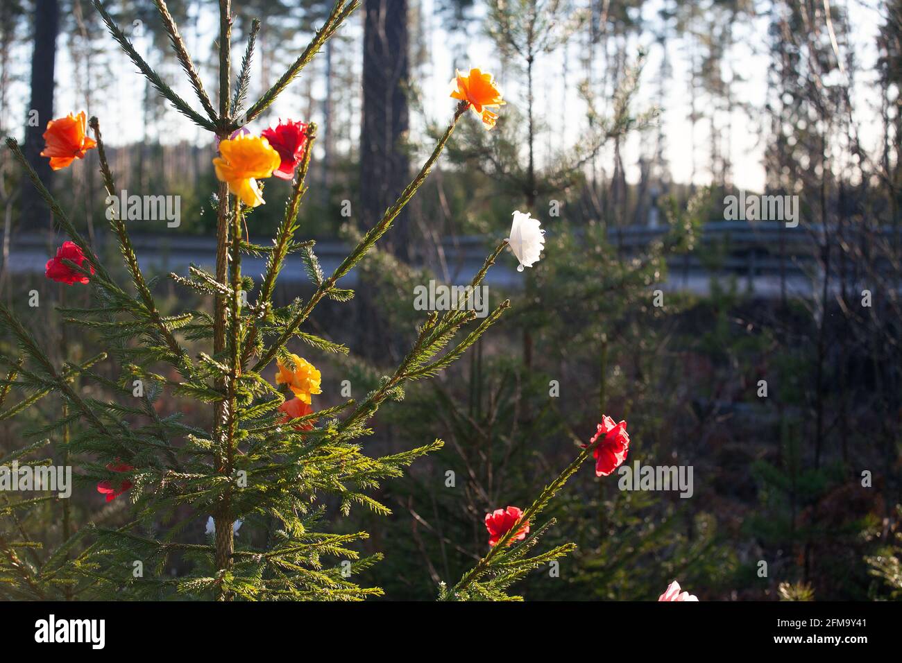 L'origami fleurit dans un bois d'épicéa Banque D'Images