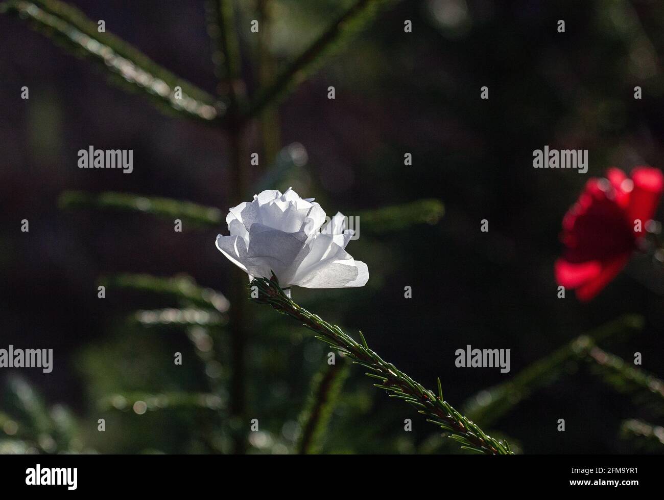 L'origami fleurit dans un bois d'épicéa Banque D'Images