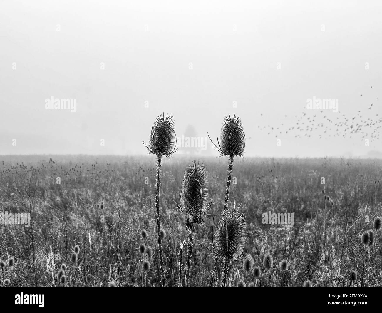Un champ brumeux avec des oiseaux flous dans le ciel, typique matin d'humeur d'automne avec la vue sur un champ agricole Banque D'Images