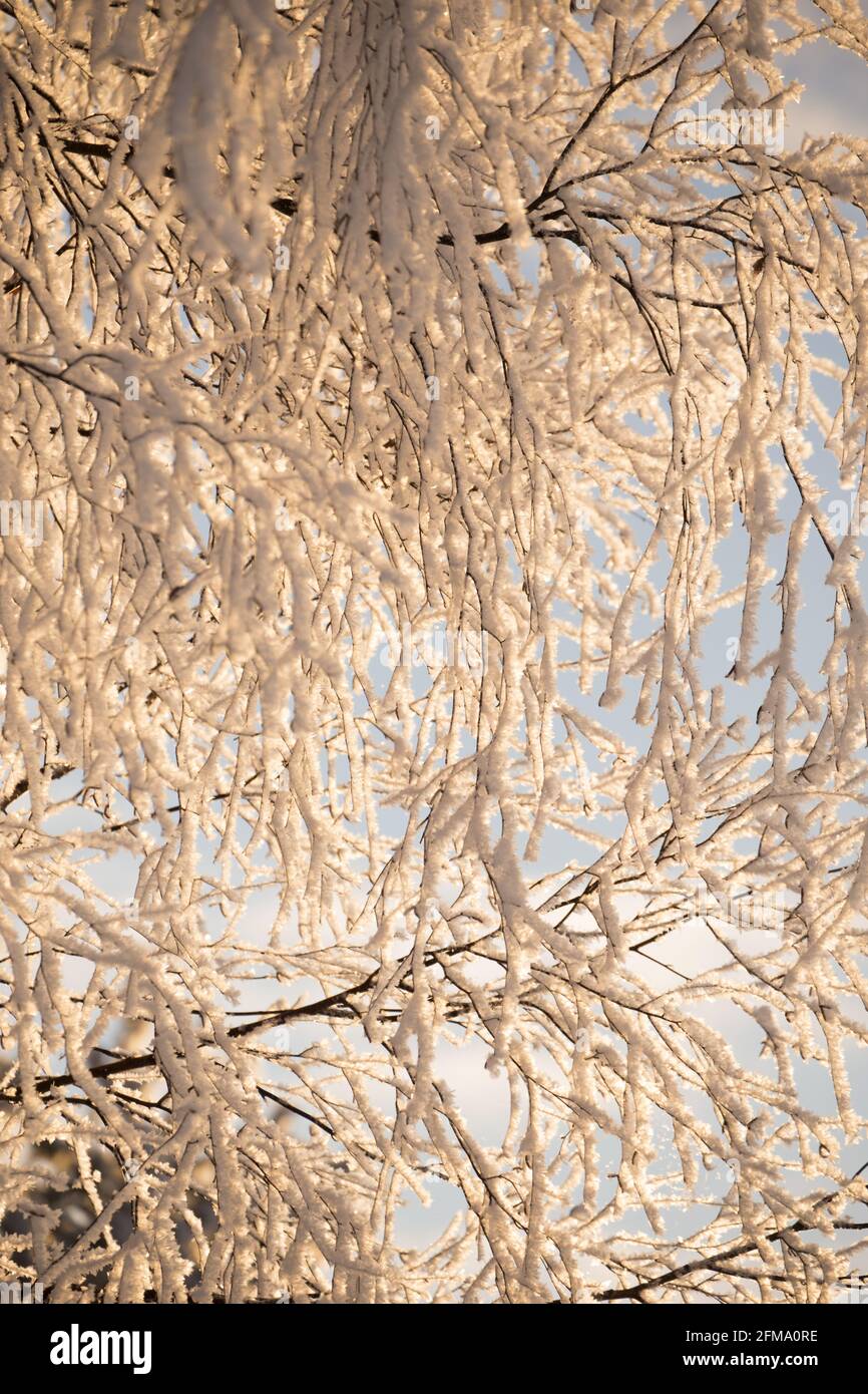 Brindilles de bouleau enneigées, arrière-plan de la nature bokeh, Finlande Banque D'Images