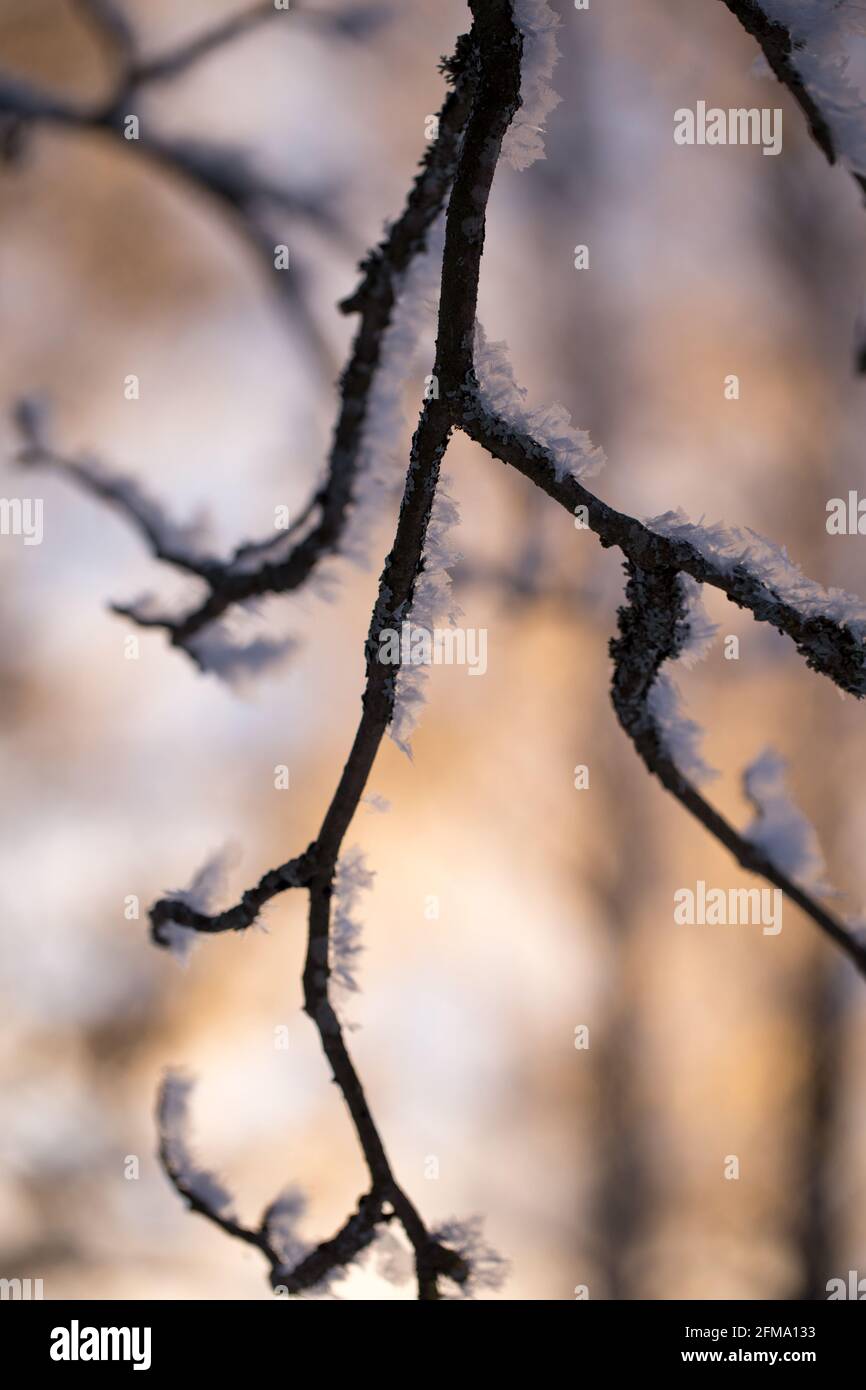 Brindilles de bouleau givrées, nature ensoleillée, arrière-plan flou, Finlande Banque D'Images