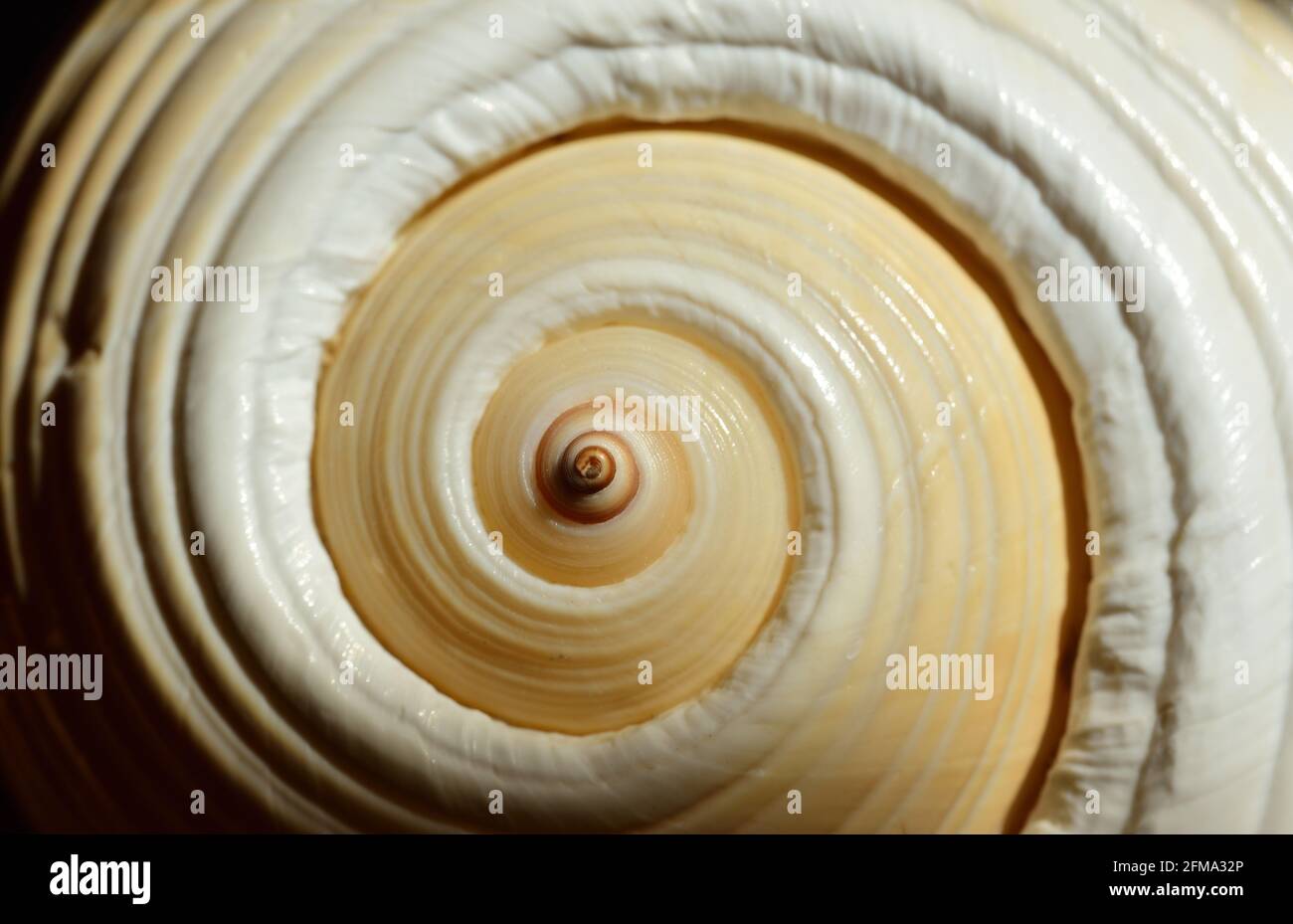 Gros plan et arrière-plan d'une coque avec une spirale par le haut Banque D'Images