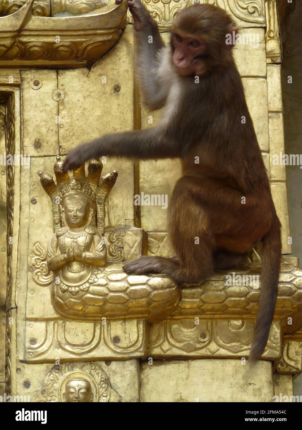 Gros plan de Monkey avec tuiles dorées, Temple de Monkey, Katmandou, Népal Banque D'Images