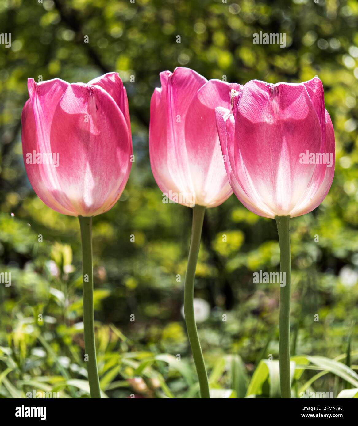 Trois Tulips roses, tulipa, en rangée, plein soleil, fond translucide sur les tiges, fond vert luxuriant, printemps dans le comté de Lancaster, Pennsylvanie Banque D'Images