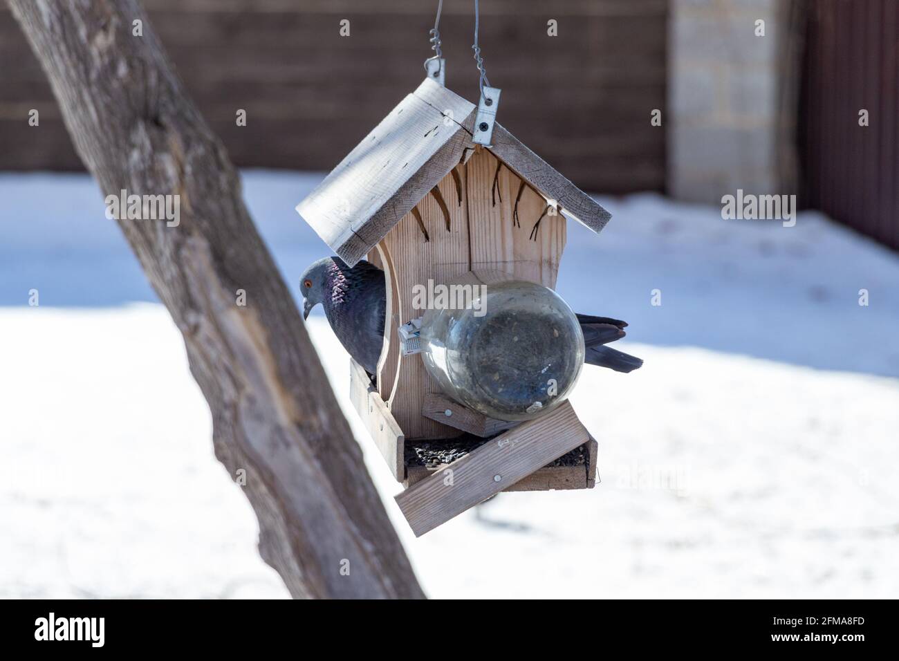 Pigeon urbain assis à l'intérieur d'un mangeoire à oiseaux en gros plan en hiver Banque D'Images