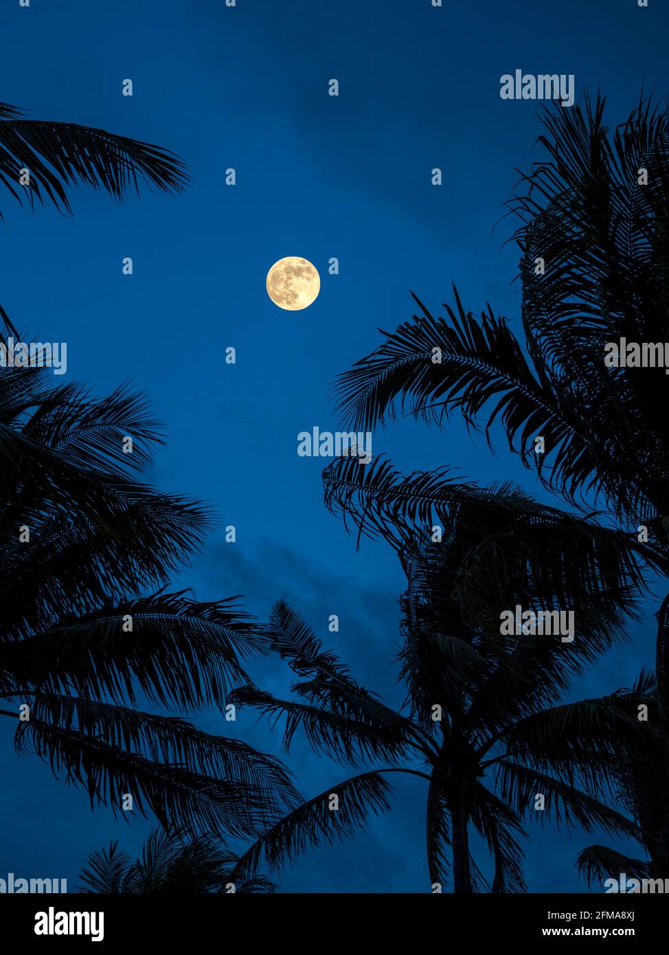 Lune et palmiers. Miami Beach. Floride. ÉTATS-UNIS Banque D'Images