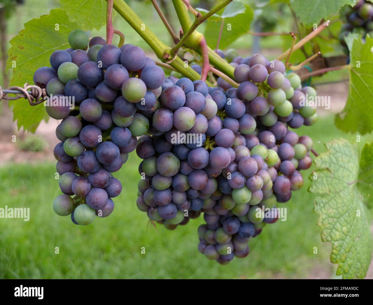 Raisin bleu 'Rondo' (Vitis vinifera) sur la canne Banque D'Images