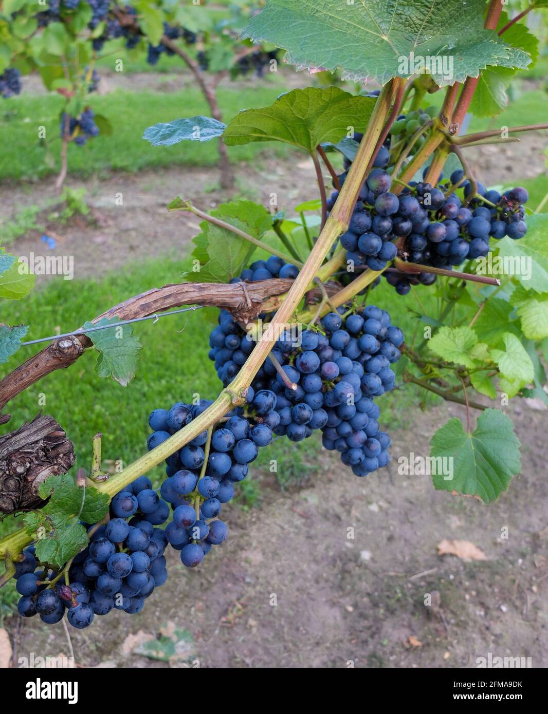 Raisin bleu 'Rondo' (Vitis vinifera) sur la canne Banque D'Images