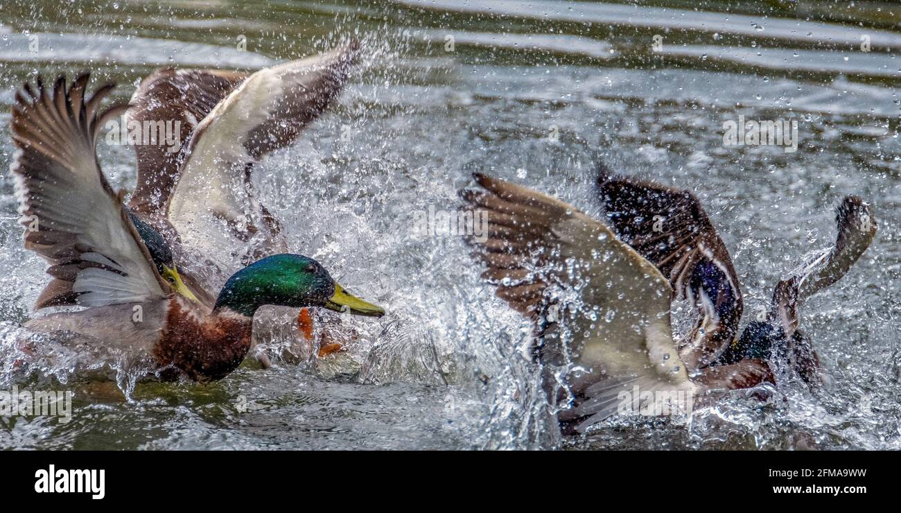 Les canards colverts combats Banque D'Images