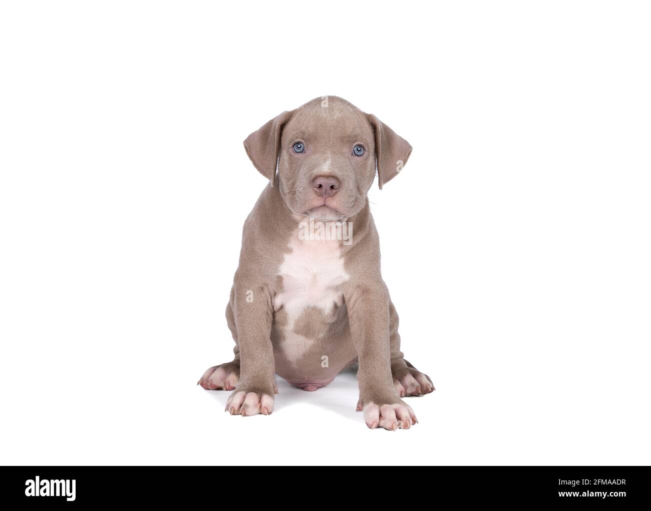 Un petit Bully américain ou Bulldog de race bleue et fourrure blanche isolée sur fond blanc Banque D'Images