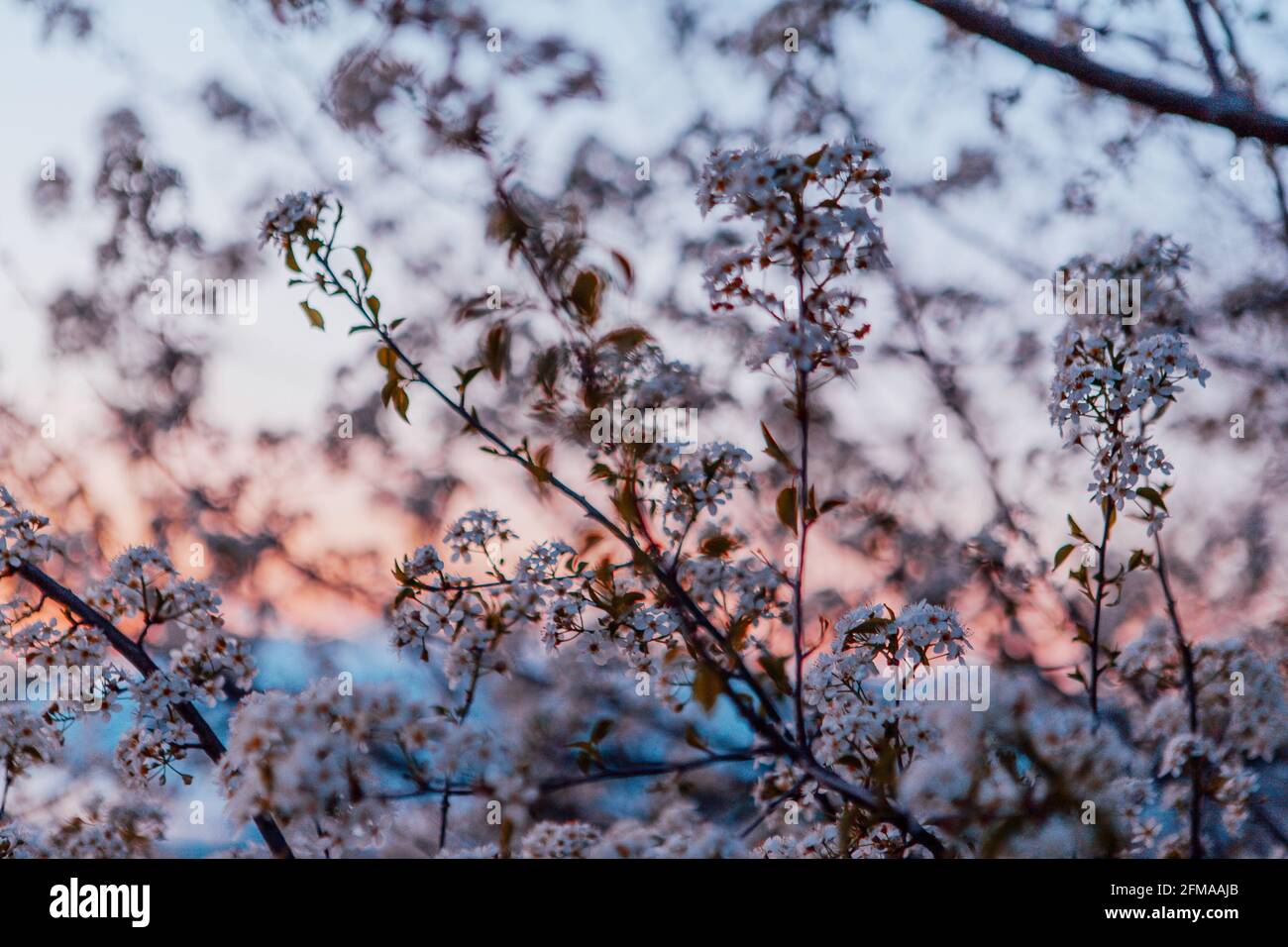 Brindilles d'abricot en fleurs. Belles fleurs blanches sur le ciel bleu au coucher du soleil. Banque D'Images