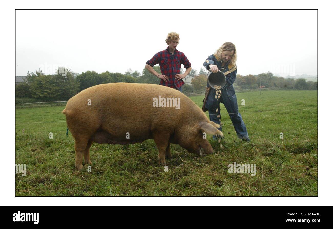 Deborah Ross passe la journée à travailler sur la ferme du Prince de Galles : ferme duché, ferme Broadfield, Tetbury.pic David Sandison 11/10/2005 Banque D'Images