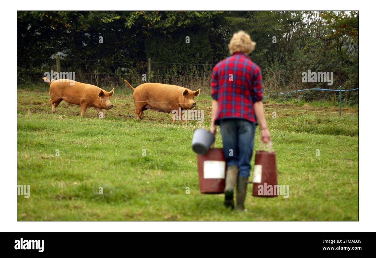 Deborah Ross passe la journée à travailler sur la ferme du Prince de Galles : ferme duché, ferme Broadfield, Tetbury.pic David Sandison 11/10/2005 Banque D'Images