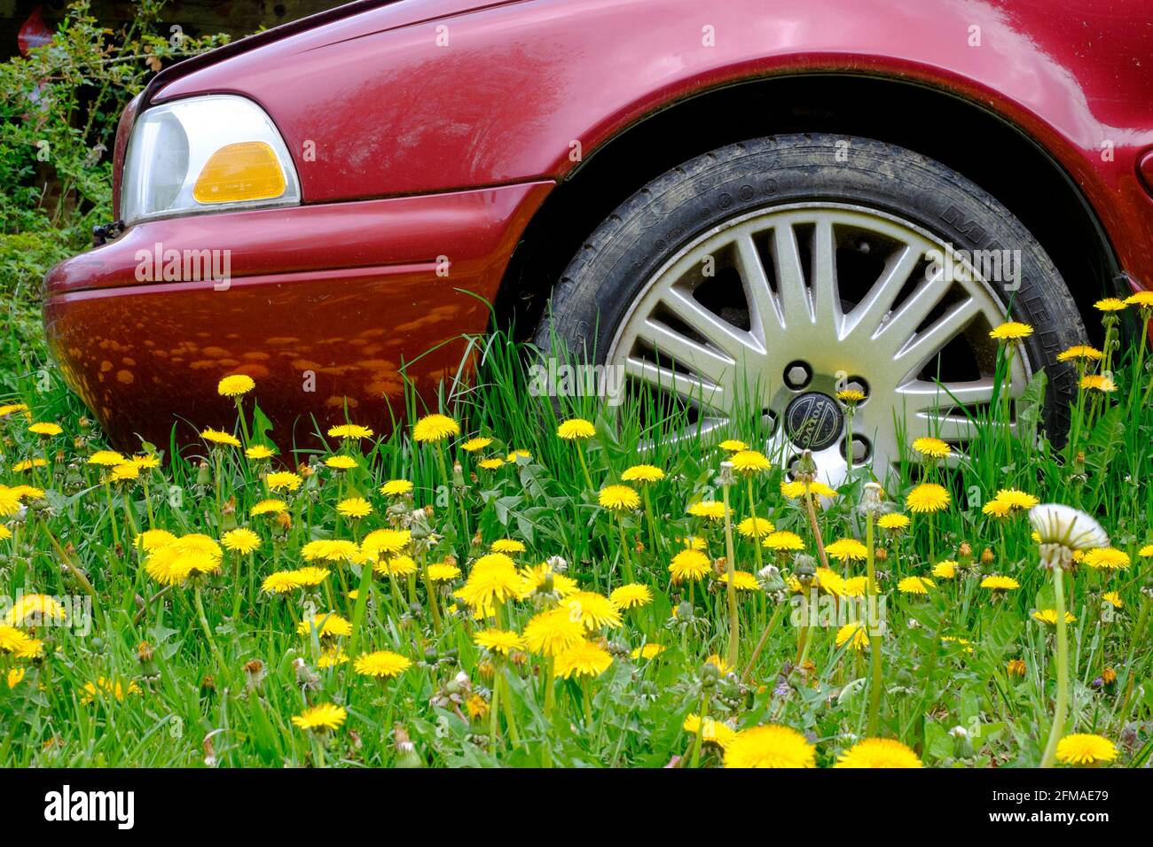 voiture inutilisée garée au milieu de tapis de pissenlits jaunes taraxacum in jardin rural à la propriété du village Banque D'Images