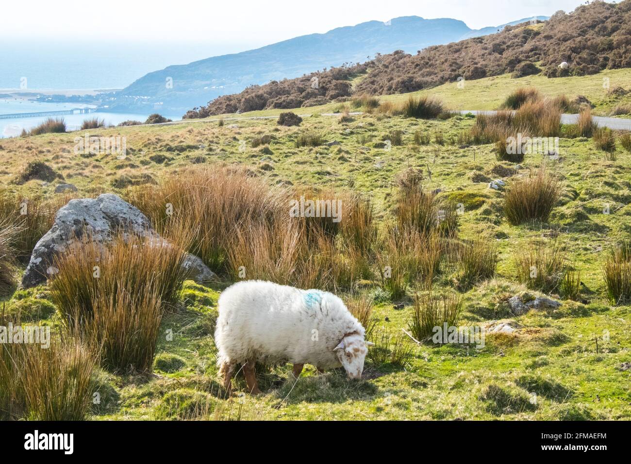Lac Cregennan,Lacs Cregennan,à,la,base,près,Cadair Idris,Cader Idris,montagne.pittoresque,isolé,du milieu,de,l'ouest,du pays de Galles,rural,pittoresque,rural,emplacement,la colline principale 'pointy' que vous voyez à côté du lac est appelée 'Pared y Cefn Hir' et est accessible à pied.Il est aussi raide qu'il regarde, mais une fois que vous êtes au sommet, vous pouvez suivre le chemin vallonné sur toutes les crêtes, avec vue sur Barmouth et sur les lacs.Vous descendez et suivez ensuite le chemin au pied de la colline, ou vous pouvez marcher entre les lacs après la maison de bateau. Banque D'Images