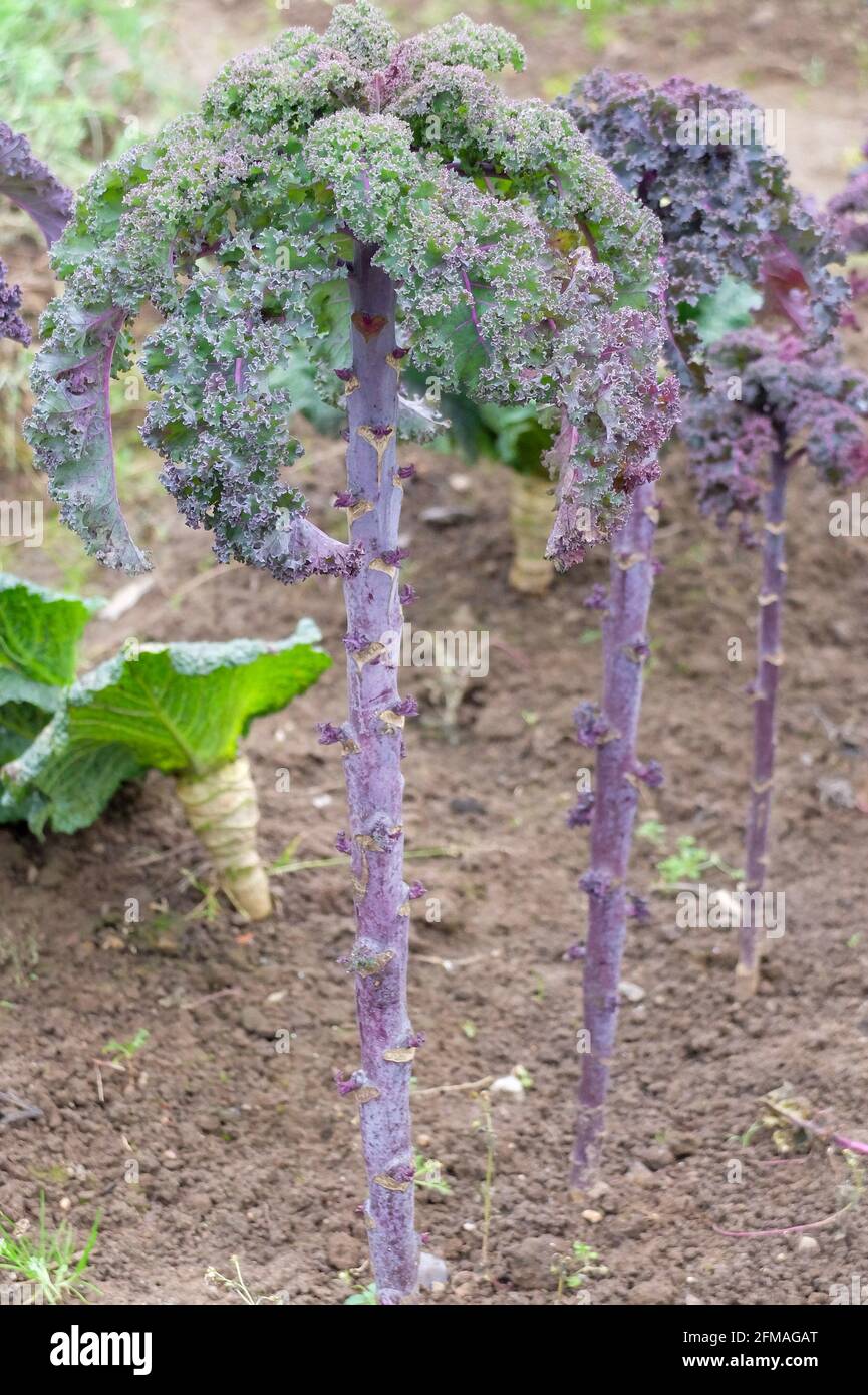 Kale à feuilles rouges (Brassica oleracea var. Sabellica), cultivar 'Scarlet', dans le lit Banque D'Images