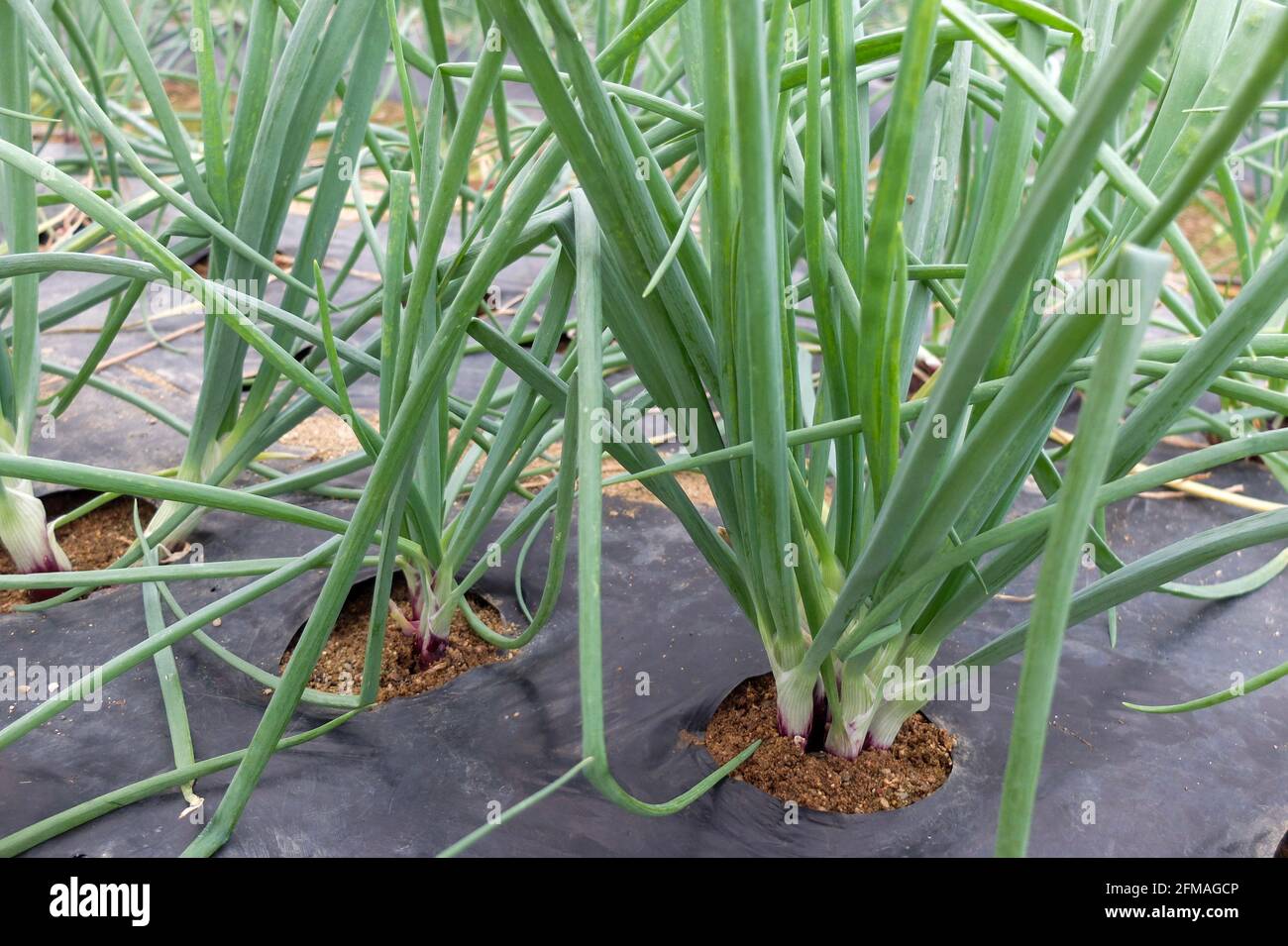 Échalotes (Allium cesp var Ascalonicum) avec film de paillis noir Banque D'Images