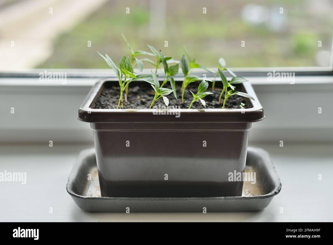 Faire pousser des poivrons doux sur une bordure de fenêtre Banque D'Images