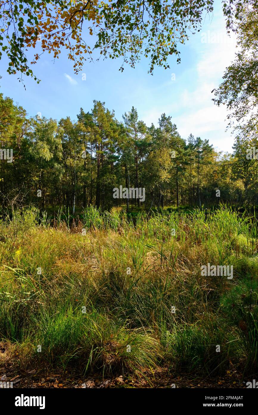 Ribnitzer Großes Réserve naturelle de Moor dans la forêt urbaine de Ribnitz-Damgarten, district de Vorpommern-Ruegen et district de Rostock, Mecklembourg-Poméranie occidentale, Allemagne Banque D'Images