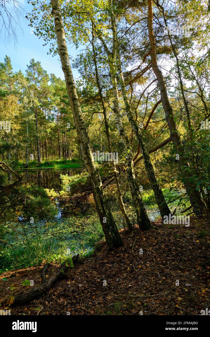 Ribnitzer Großes Réserve naturelle de Moor dans la forêt urbaine de Ribnitz-Damgarten, district de Vorpommern-Ruegen et district de Rostock, Mecklembourg-Poméranie occidentale, Allemagne Banque D'Images