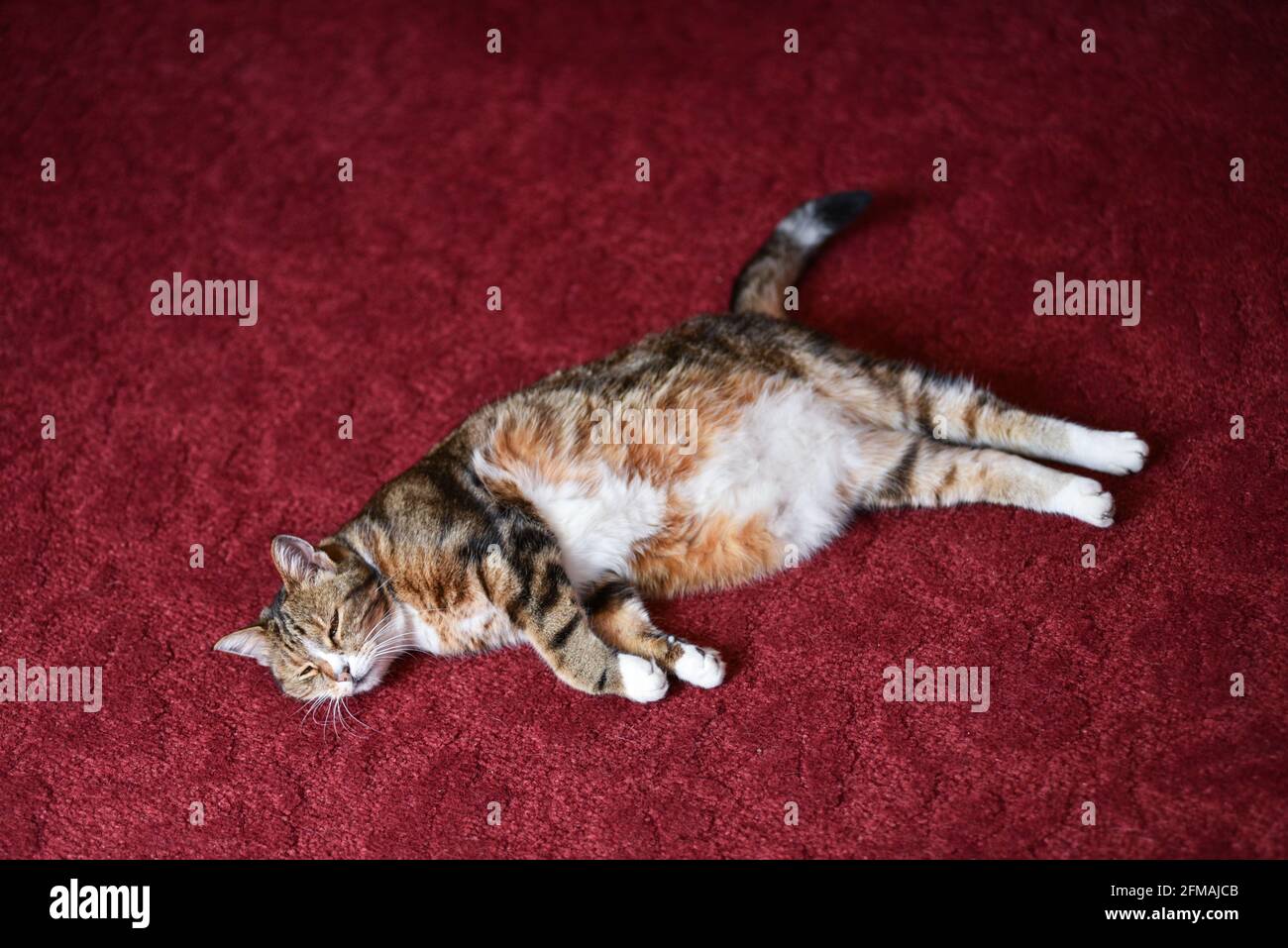 Un Chat Tres Fatigue Dort A L Etage Photo Stock Alamy Un Chat Tres Fatigue Dort A L Etage Photo Stock Alamy