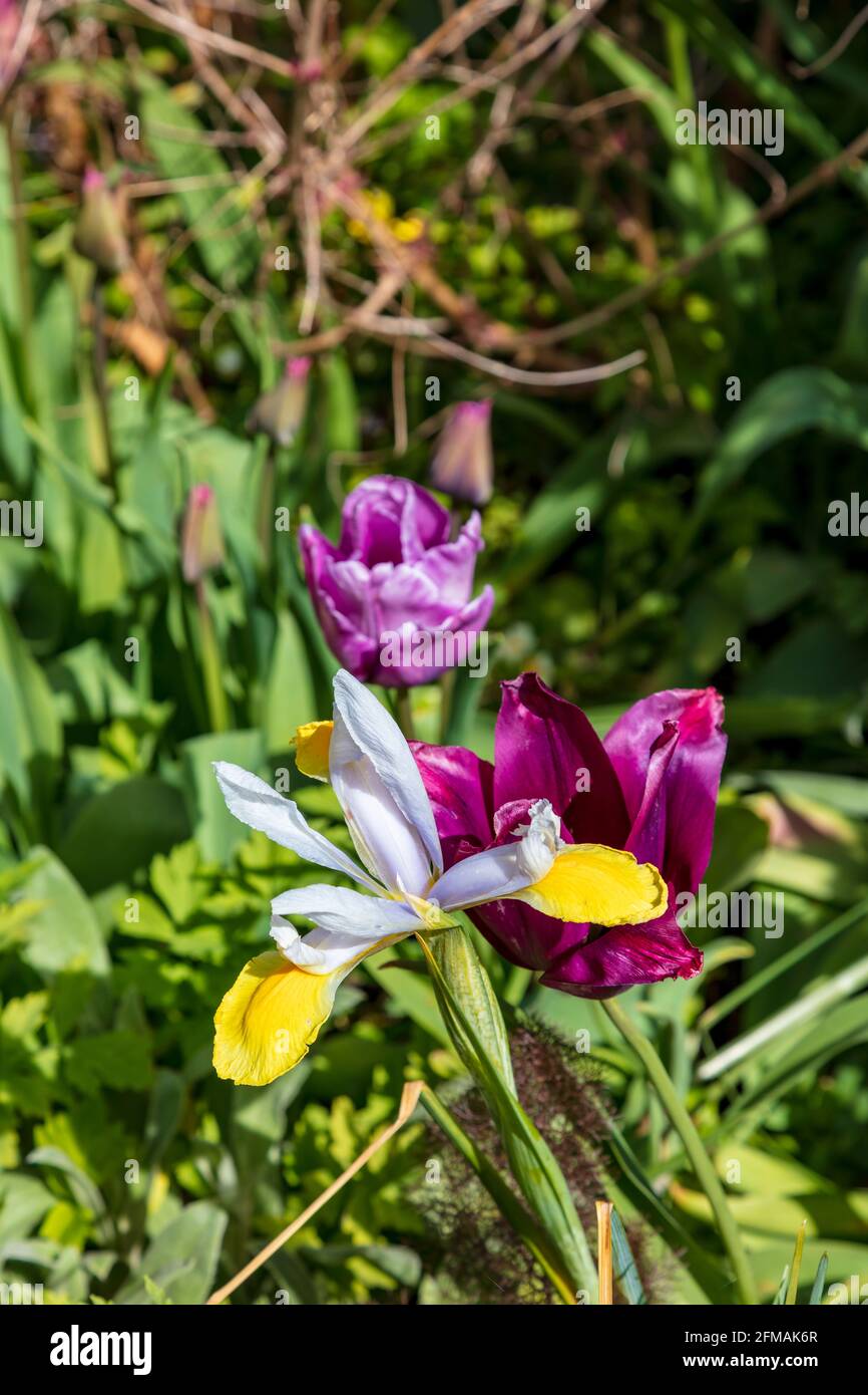 Le début de la saison au printemps dans les jardins colorés de Great Dixter, Northiam, pendant les restrictions de confinement de Covid, East Sussex Banque D'Images