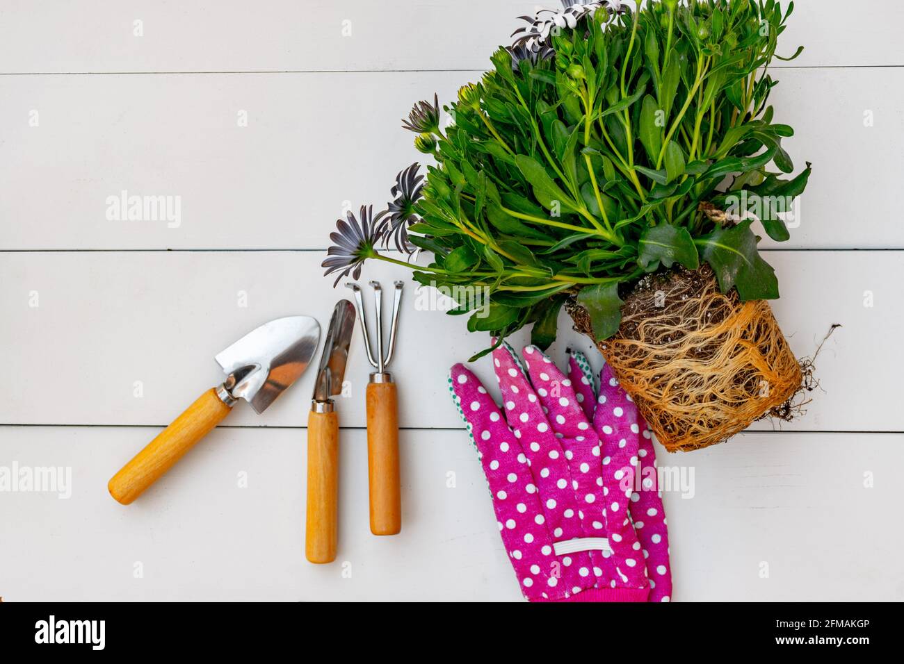 Outils de jardinage et de jardinage rose gant et Marguerite plante avec les racines exposées sur un fond de blanc rustiques panneaux. Vue de dessus. Banque D'Images