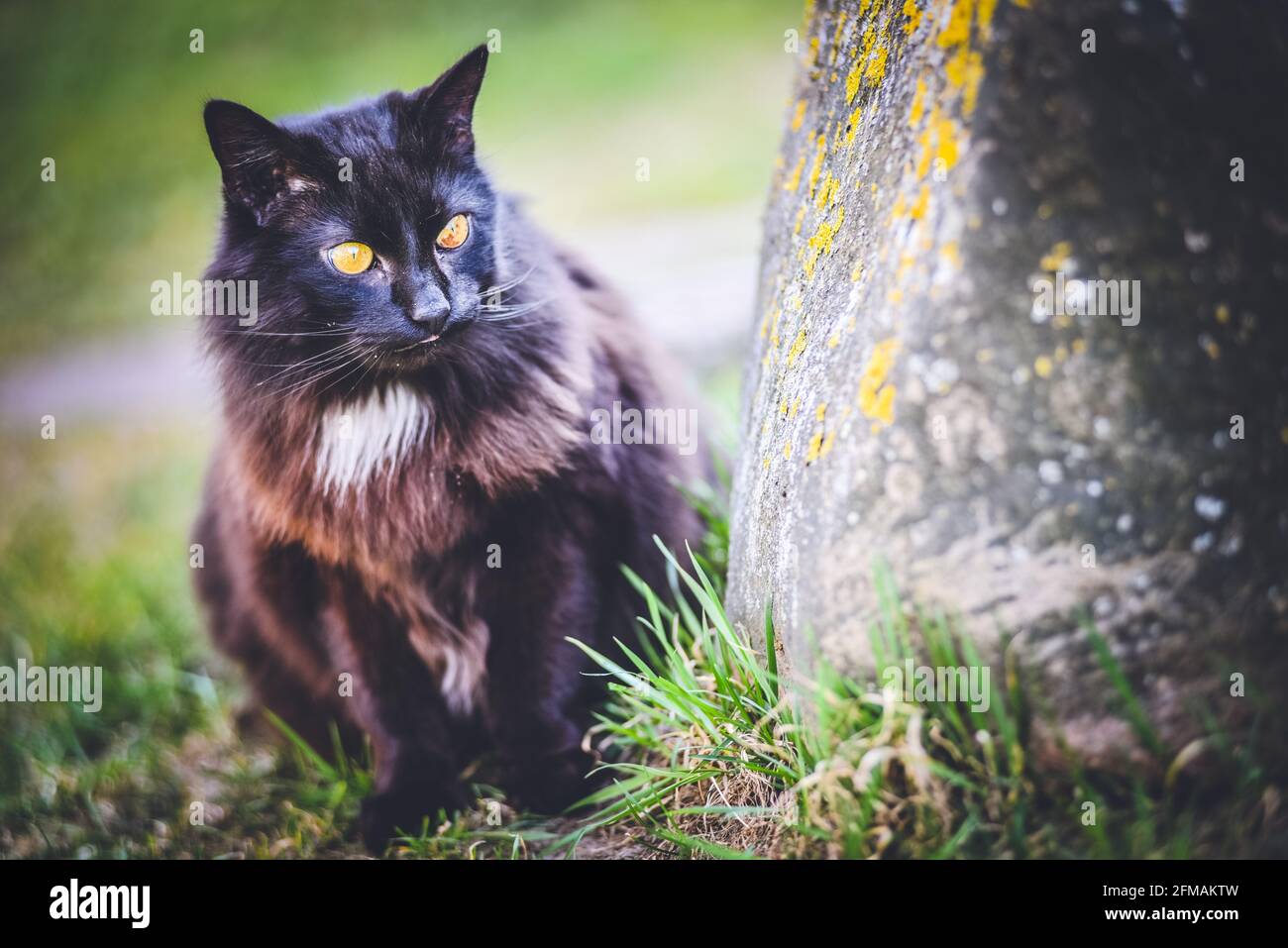 Chat moelleux domestique noir se promène dans le parc en été Banque D'Images