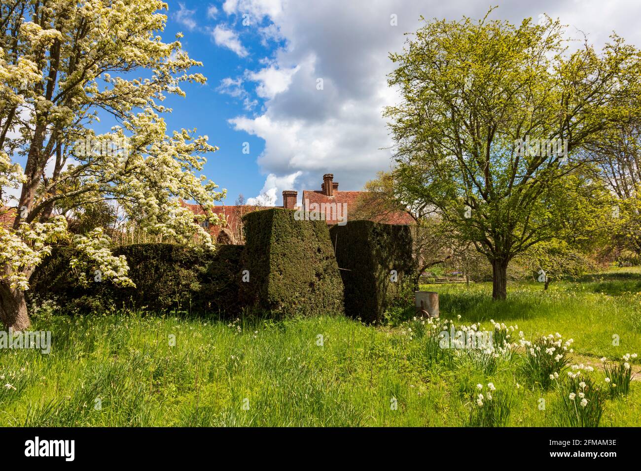 Le début de la saison au printemps dans les jardins colorés de Great Dixter, Northiam, pendant les restrictions de confinement de Covid, East Sussex Banque D'Images