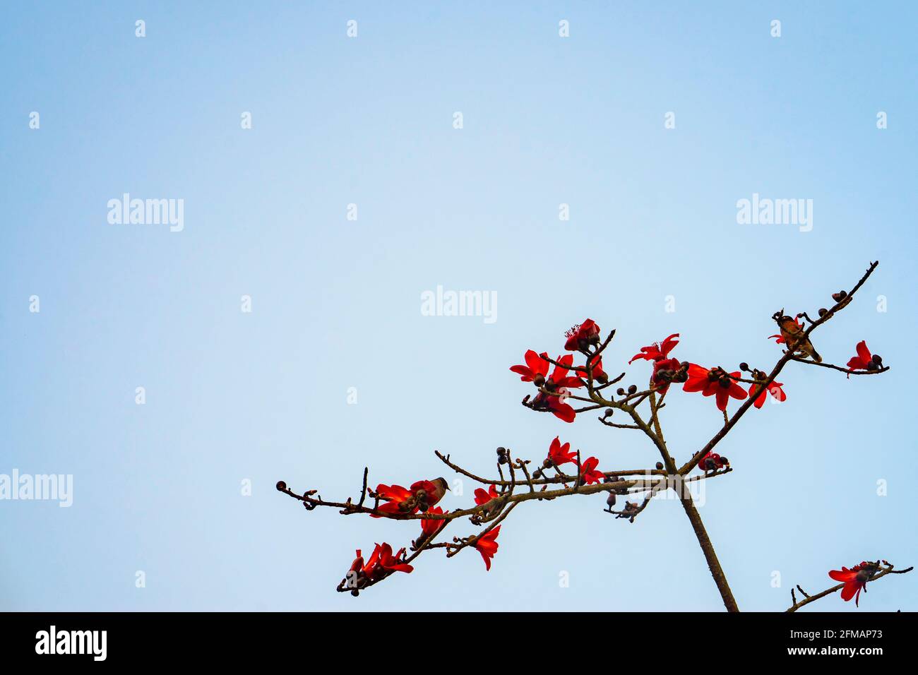 Fleurs du cotonnier rouge, parc national de Chitwan, district de Chitwan, province de Bagmati, Népal Banque D'Images