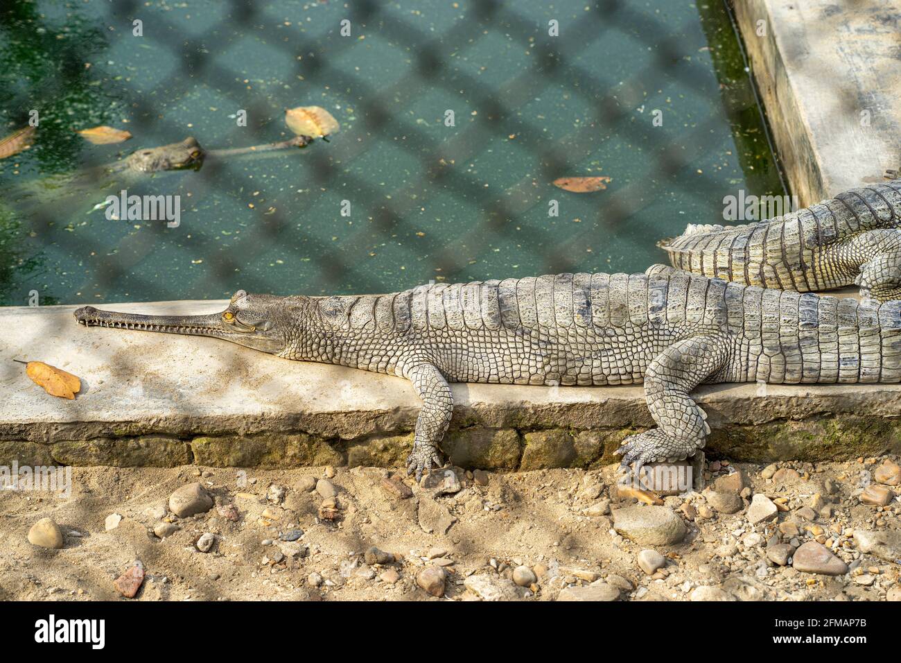 Écloserie de Gharial / Gavial (crocodile), parc national de Chitwan, district de Chitwan, province de Bagmati, Népal Banque D'Images