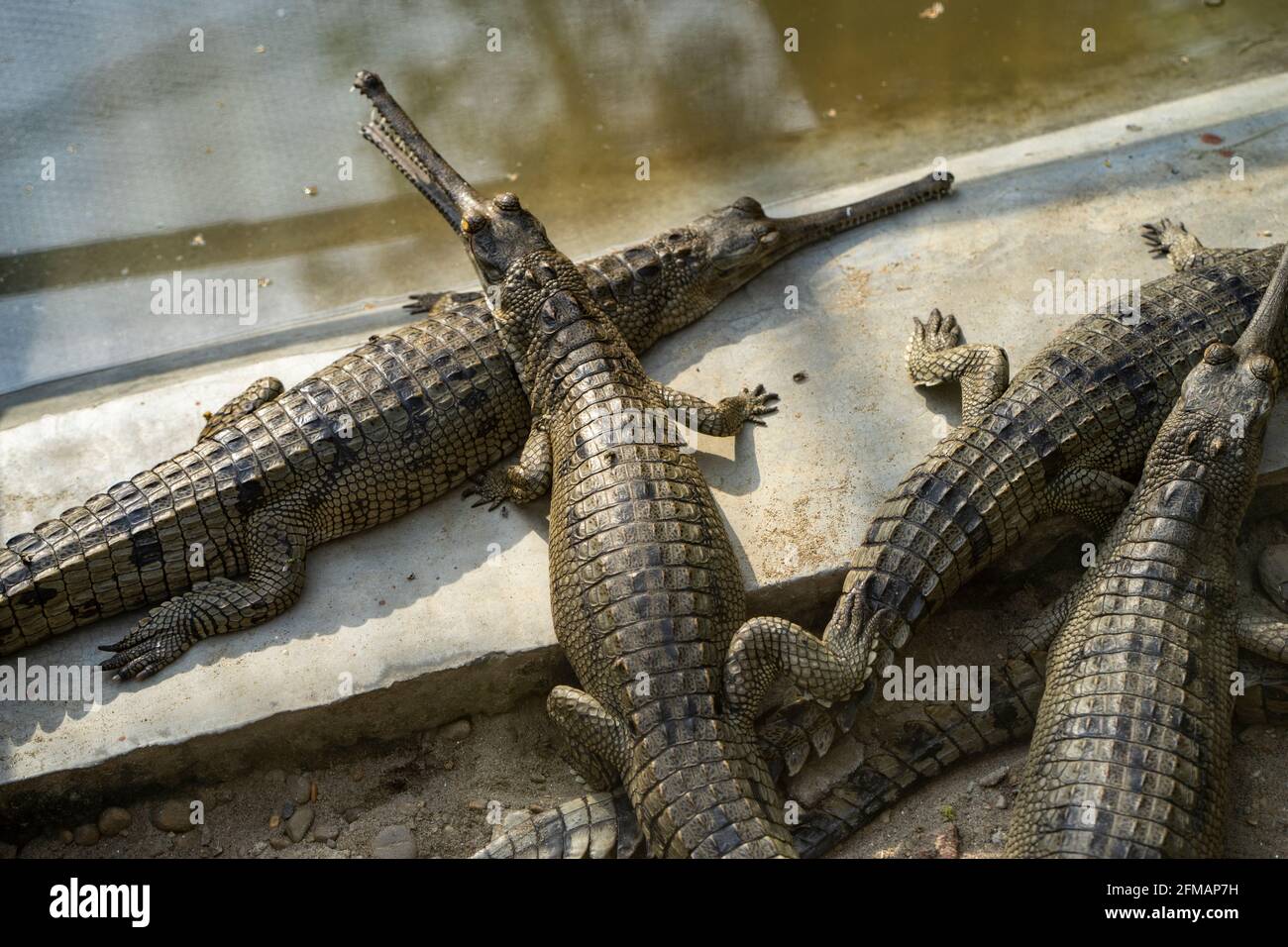 Écloserie de Gharial / Gavial (crocodile), parc national de Chitwan, district de Chitwan, province de Bagmati, Népal Banque D'Images