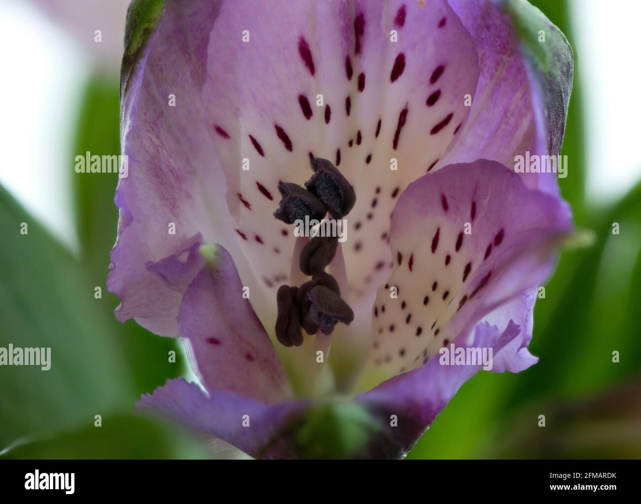 Gros plan d'une seule fleur d'Alstroemerias violette en utilisant la technique de superposition de mise au point. Banque D'Images
