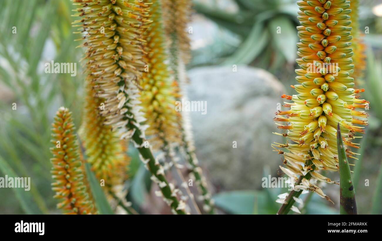 Aloès plante succulente fleur jaune, Californie Etats-Unis. Flore du  désert, climat aride nature botanique gros plan. Fleur orange vif d'Aloe  Vera. Jardinage en Amérique, pousse avec cactus et agave Photo Stock -
