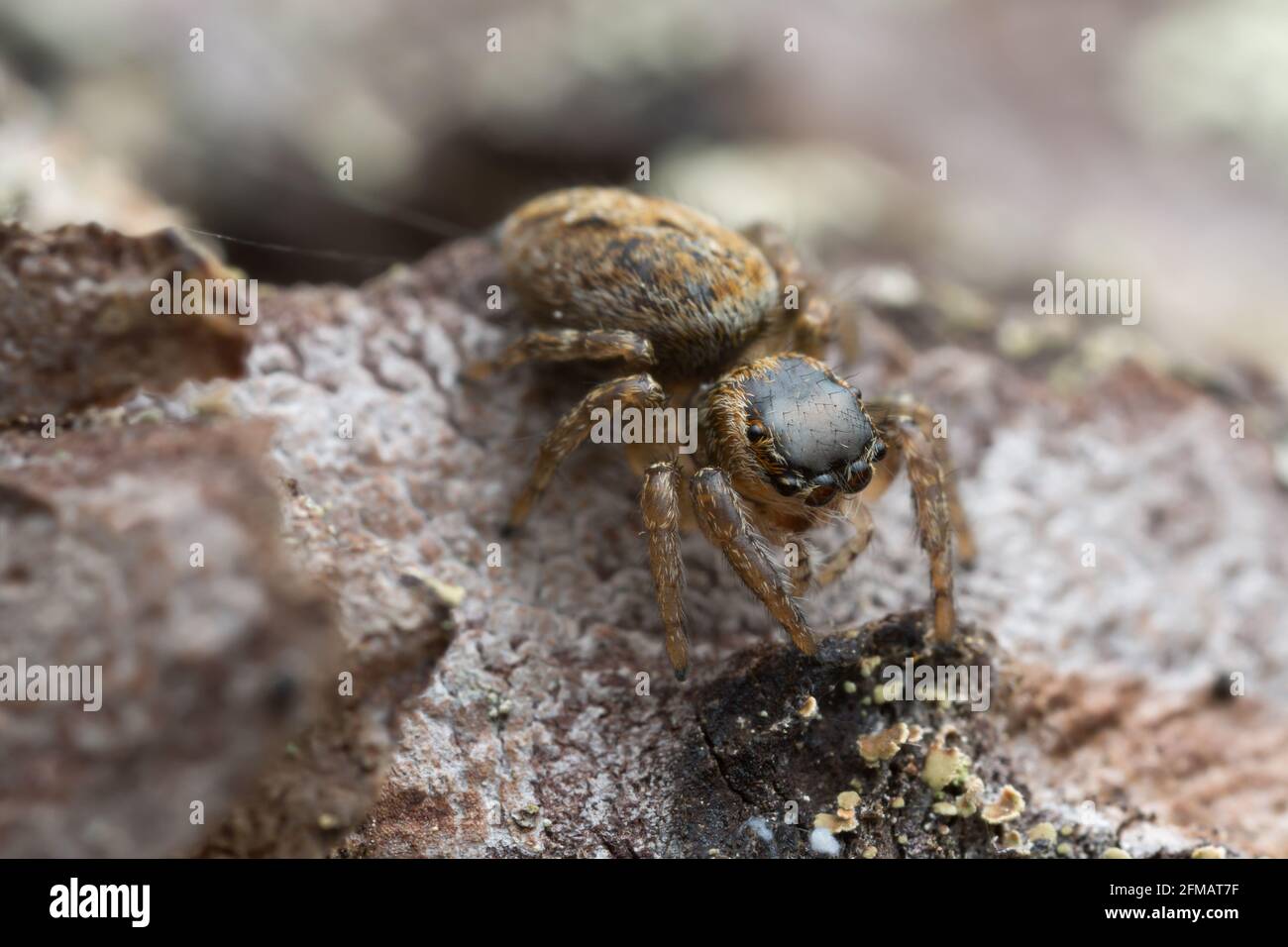 Araignée sauteuse femelle, Evarca falcata sur l'écorce de pin Banque D'Images