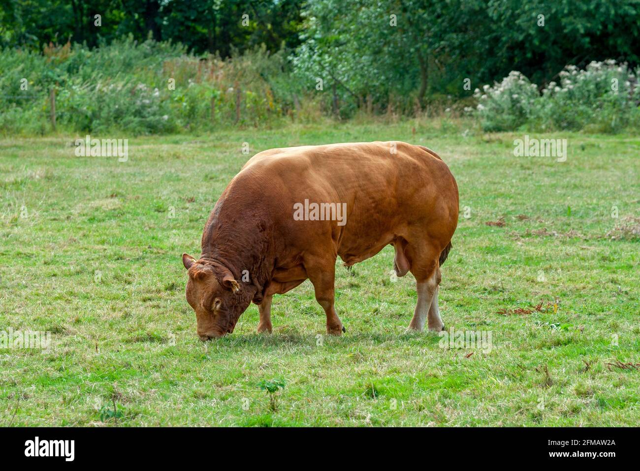 Grande-Bretagne, Oxfordshire, Cotswolds, Kelmscott près de Lechlade, bétail Limousin, Les bovins Limousin dans les pâturages, les bovins de boucherie pollés, les bovins de la région Limousin en France se reproduisent. Banque D'Images