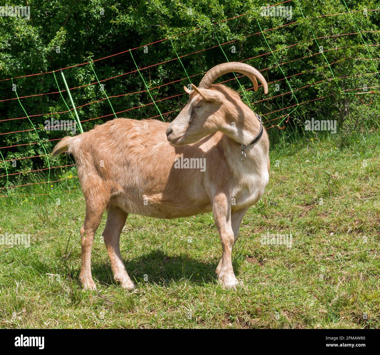 Allemagne, Bade-Wurtemberg, Neckartenzlingen, chèvre noble allemand dans la réserve naturelle de Schönrain Banque D'Images