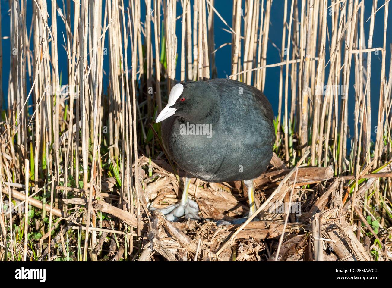 Allemagne, Bade-Wurtemberg, Bad Buchau, cuisine dans le sanctuaire d'oiseaux Federseer Ried. La région de Federsee porte le titre de réserve européenne. Banque D'Images