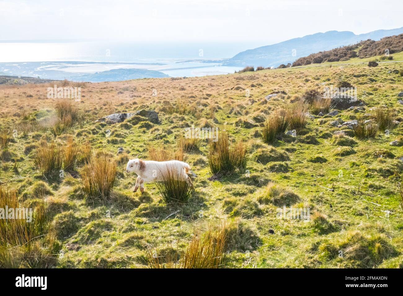 Lac Cregennan,Lacs Cregennan,à,la,base,près,Cadair Idris,Cader Idris,montagne.pittoresque,isolé,du milieu,de,l'ouest,du pays de Galles,rural,pittoresque,rural,emplacement,la colline principale 'pointy' que vous voyez à côté du lac est appelée 'Pared y Cefn Hir' et est accessible à pied.Il est aussi raide qu'il regarde, mais une fois que vous êtes au sommet, vous pouvez suivre le chemin vallonné sur toutes les crêtes, avec vue sur Barmouth et sur les lacs.Vous descendez et suivez ensuite le chemin au pied de la colline, ou vous pouvez marcher entre les lacs après la maison de bateau. Banque D'Images