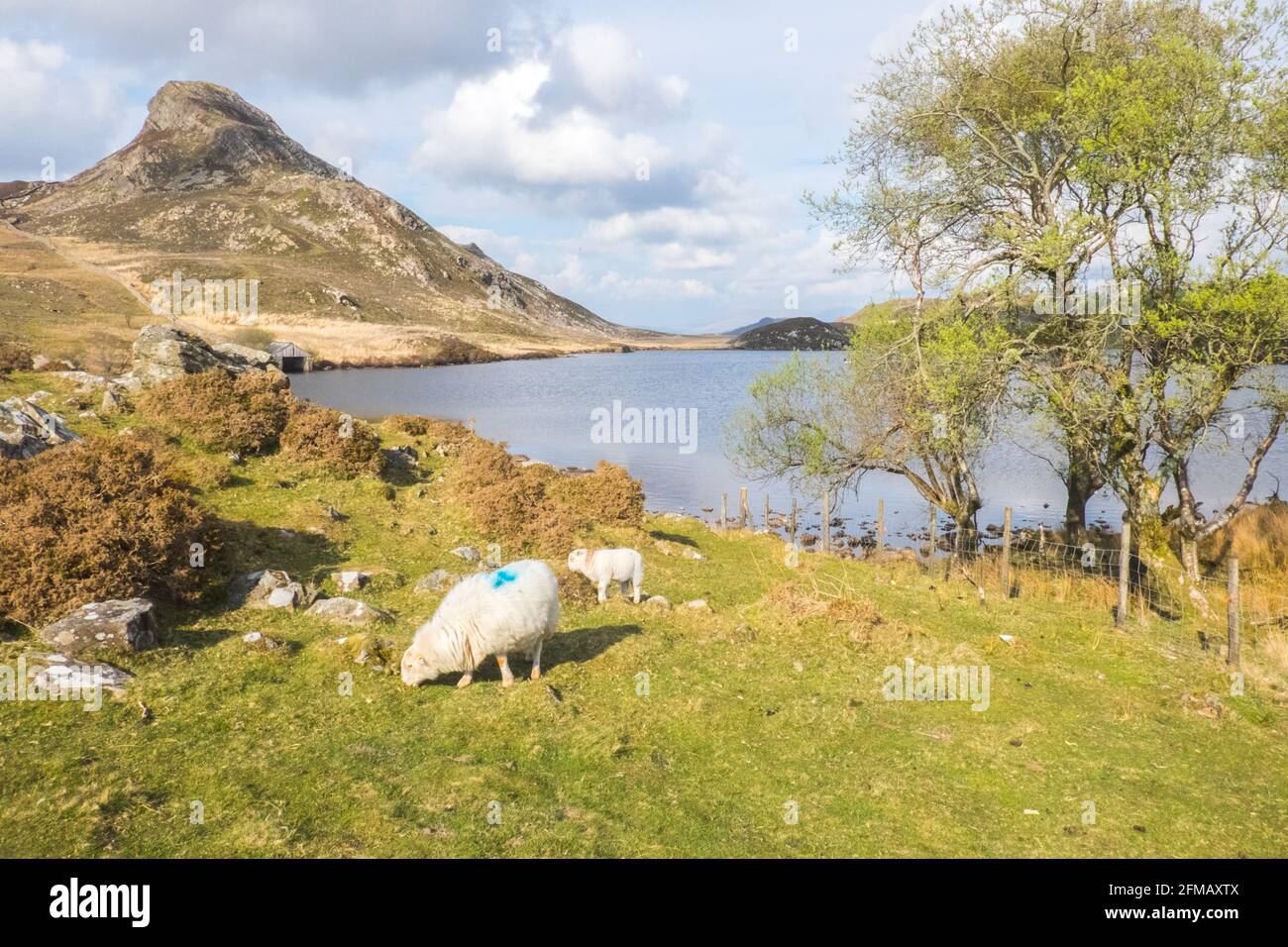 Lac Cregennan,Lacs Cregennan,à,la,base,près,Cadair Idris,Cader Idris,montagne.pittoresque,isolé,du milieu,de,l'ouest,du pays de Galles,rural,pittoresque,rural,emplacement,la colline principale 'pointy' que vous voyez à côté du lac est appelée 'Pared y Cefn Hir' et est accessible à pied.Il est aussi raide qu'il regarde, mais une fois que vous êtes au sommet, vous pouvez suivre le chemin vallonné sur toutes les crêtes, avec vue sur Barmouth et sur les lacs.Vous descendez et suivez ensuite le chemin au pied de la colline, ou vous pouvez marcher entre les lacs après la maison de bateau. Banque D'Images