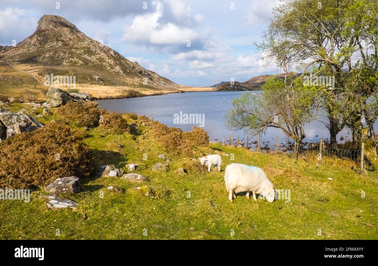 Lac Cregennan,Lacs Cregennan,à,la,base,près,Cadair Idris,Cader Idris,montagne.pittoresque,isolé,du milieu,de,l'ouest,du pays de Galles,rural,pittoresque,rural,emplacement,la colline principale 'pointy' que vous voyez à côté du lac est appelée 'Pared y Cefn Hir' et est accessible à pied.Il est aussi raide qu'il regarde, mais une fois que vous êtes au sommet, vous pouvez suivre le chemin vallonné sur toutes les crêtes, avec vue sur Barmouth et sur les lacs.Vous descendez et suivez ensuite le chemin au pied de la colline, ou vous pouvez marcher entre les lacs après la maison de bateau. Banque D'Images