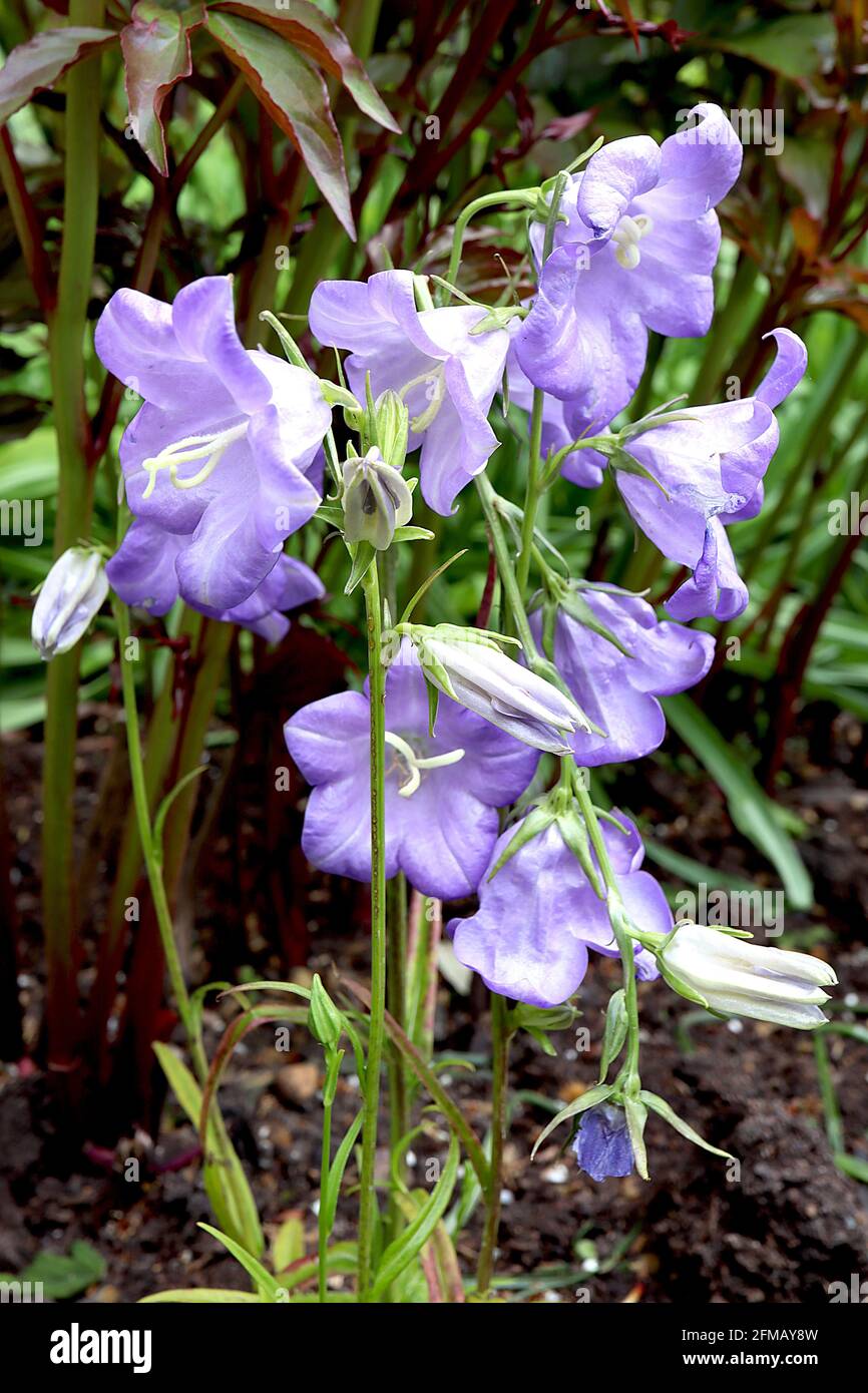 Campanula persicifolia «Blue Bell» Fairy bellflower Blue Bell – pointes de grandes fleurs bleu lilas, mai, Angleterre, Royaume-Uni Banque D'Images