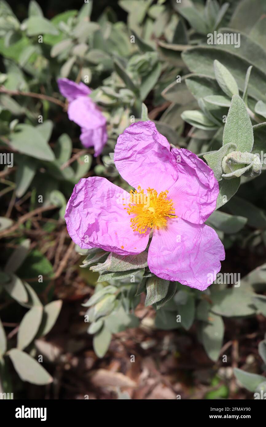 Cistus albidus cistus gris – fleurs rose crinkly avec feuilles grises vertes feulées, mai, Angleterre, Royaume-Uni Banque D'Images