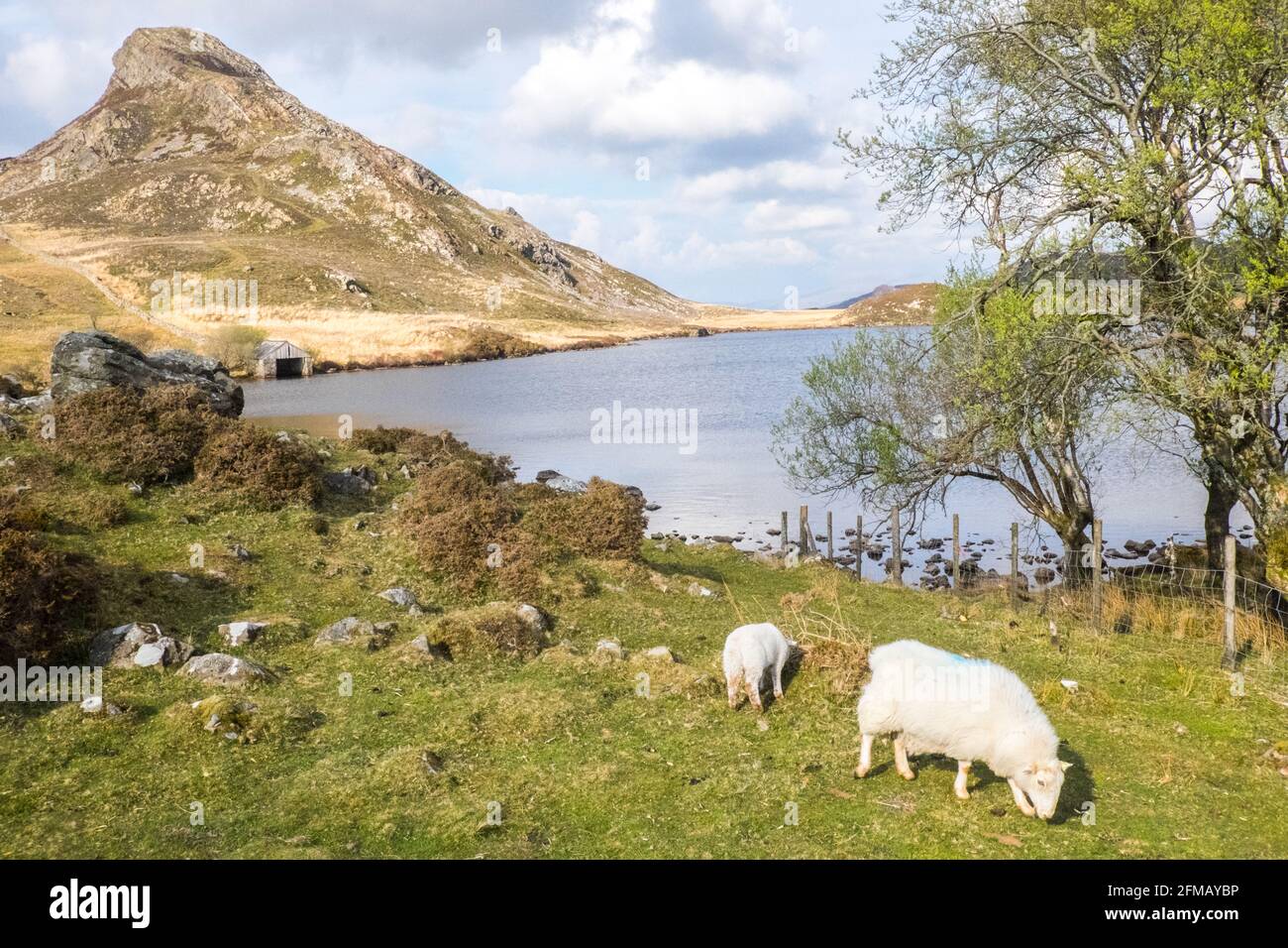 Lac Cregennan,Lacs Cregennan,à,la,base,près,Cadair Idris,Cader Idris,montagne.pittoresque,isolé,du milieu,de,l'ouest,du pays de Galles,rural,pittoresque,rural,emplacement,la colline principale 'pointy' que vous voyez à côté du lac est appelée 'Pared y Cefn Hir' et est accessible à pied.Il est aussi raide qu'il regarde, mais une fois que vous êtes au sommet, vous pouvez suivre le chemin vallonné sur toutes les crêtes, avec vue sur Barmouth et sur les lacs.Vous descendez et suivez ensuite le chemin au pied de la colline, ou vous pouvez marcher entre les lacs après la maison de bateau. Banque D'Images