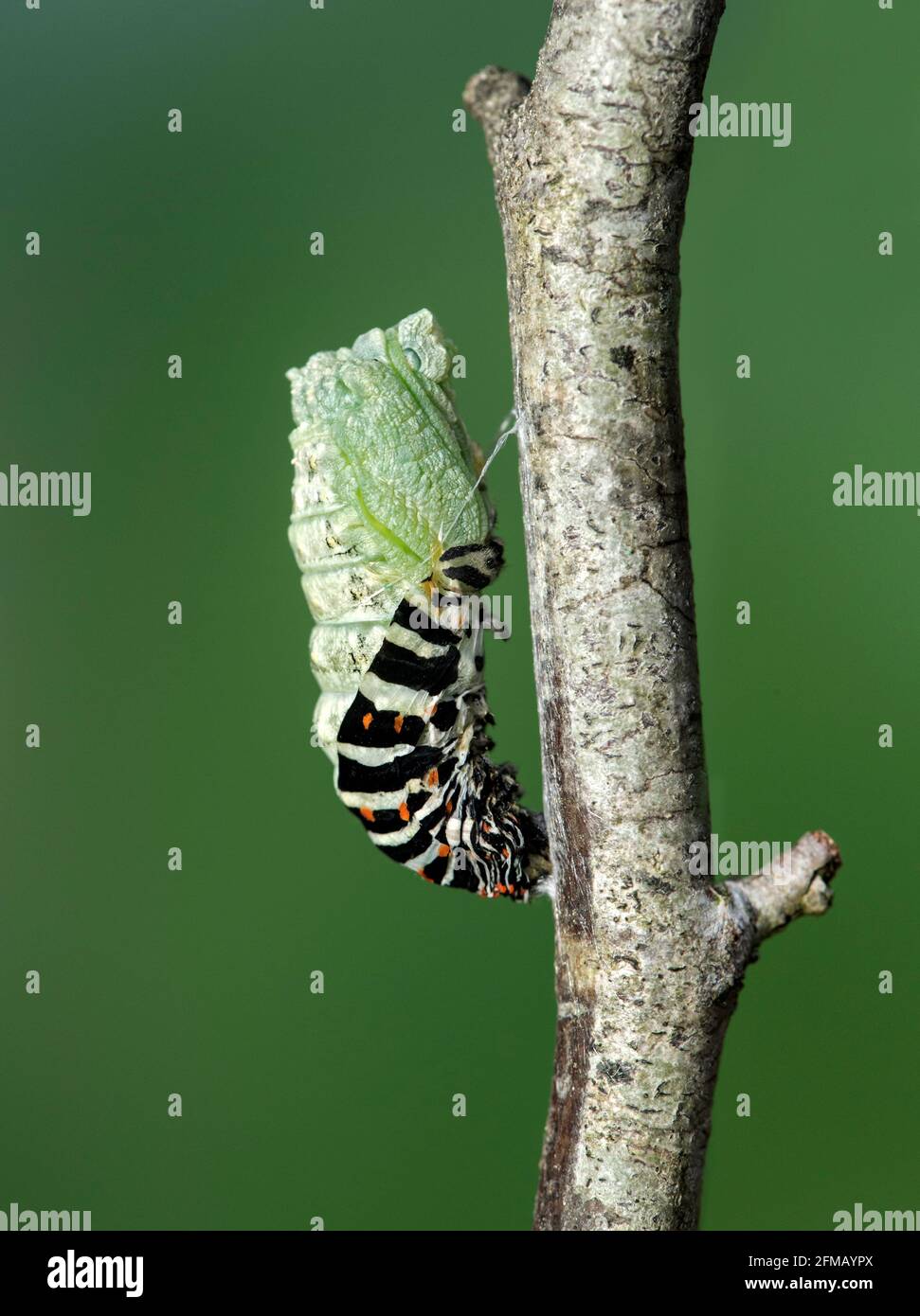 Mariation d'une chenille du papillon à queue d'aronde (Papio machaon), Suisse Banque D'Images