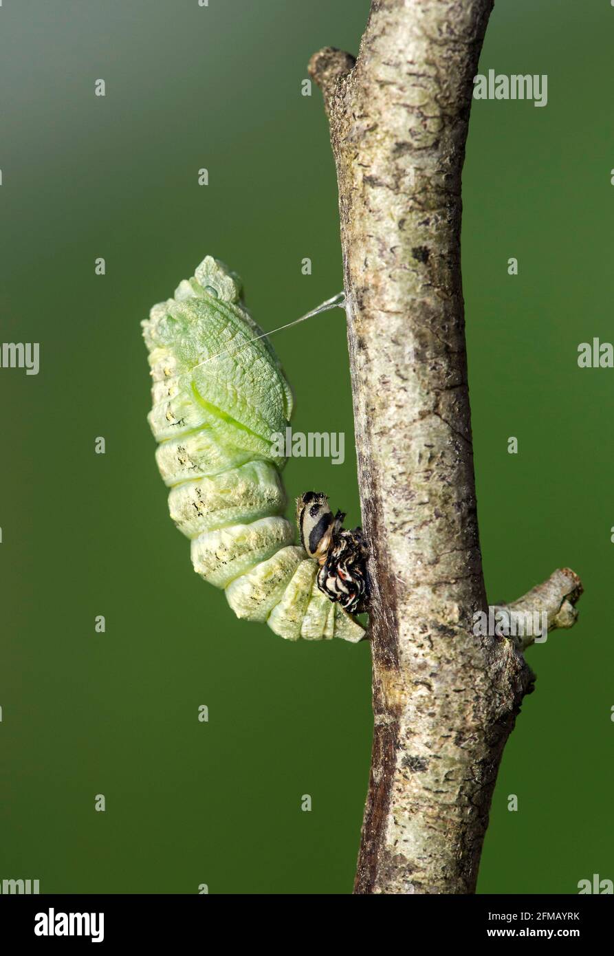 Mariation d'une chenille du papillon à queue d'aronde (Papio machaon), Suisse Banque D'Images