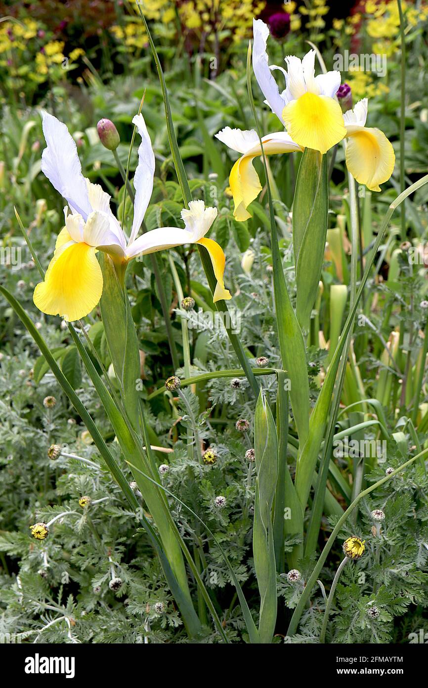 Iris x hollandica ‘Apollo’ iris sans barbe iris hollandais Apollo – chutes jaunes avec une bande jaune profonde, normes bleu pâle, mai, Angleterre, Royaume-Uni Banque D'Images