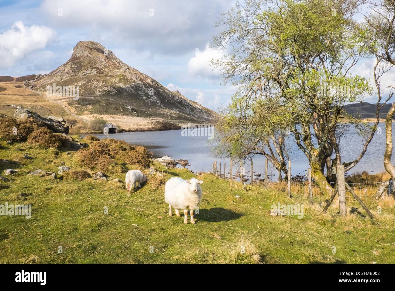 Lac Cregennan,Lacs Cregennan,à,la,base,près,Cadair Idris,Cader Idris,montagne.pittoresque,isolé,du milieu,de,l'ouest,du pays de Galles,rural,pittoresque,rural,emplacement,la colline principale 'pointy' que vous voyez à côté du lac est appelée 'Pared y Cefn Hir' et est accessible à pied.Il est aussi raide qu'il regarde, mais une fois que vous êtes au sommet, vous pouvez suivre le chemin vallonné sur toutes les crêtes, avec vue sur Barmouth et sur les lacs.Vous descendez et suivez ensuite le chemin au pied de la colline, ou vous pouvez marcher entre les lacs après la maison de bateau. Banque D'Images
